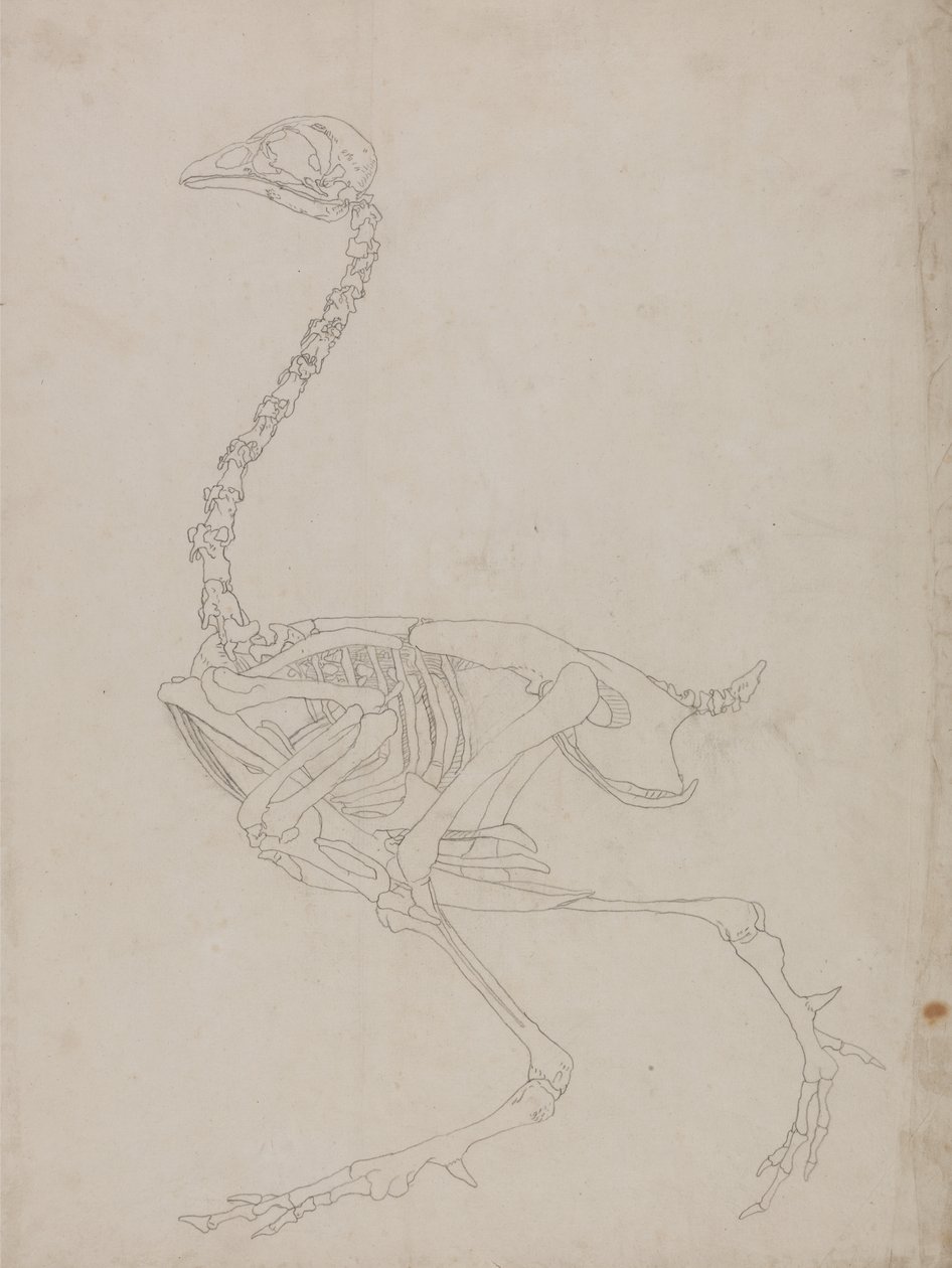 Studie van een vogel, lateraal aanzicht, uit Een vergelijkende anatomische expositie van de structuur van het menselijk lichaam met die van een tijger en een gewone vogel, 1795-1806 door George Stubbs