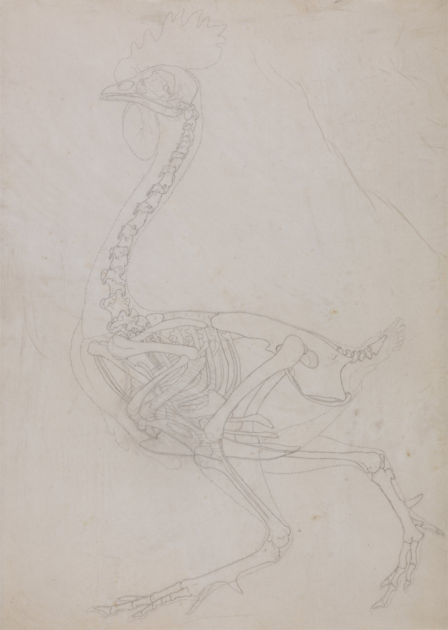 Studie van een vogel, lateraal aanzicht, uit Een vergelijkende anatomische expositie van de structuur van het menselijk lichaam met die van een tijger en een gewone vogel, 1795-1806 door George Stubbs
