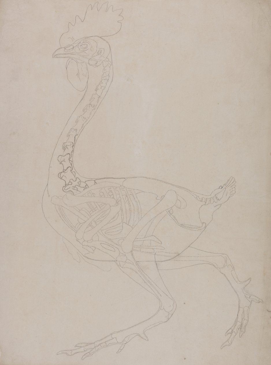 Studie van een vogel, lateraal aanzicht, uit Een vergelijkende anatomische expositie van de structuur van het menselijk lichaam met die van een tijger en een gewone vogel, 1795-1806 door George Stubbs