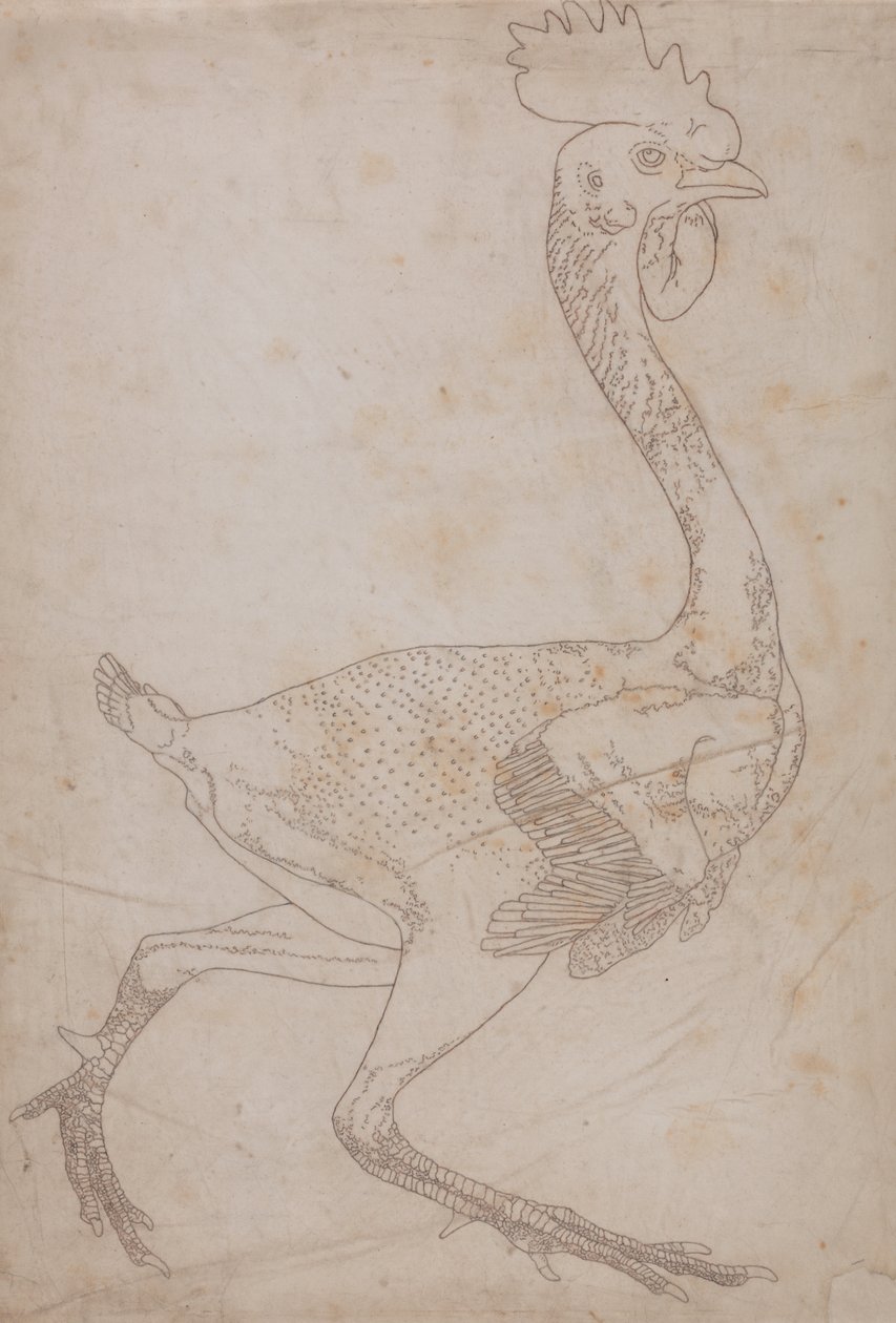 Studie van een Kip, Lateraal Aanzicht, uit Een Vergelijkende Anatomische Expositie van de Structuur van het Menselijk Lichaam met die van een Tijger en een Gewone Kip, 1795-1806 door George Stubbs
