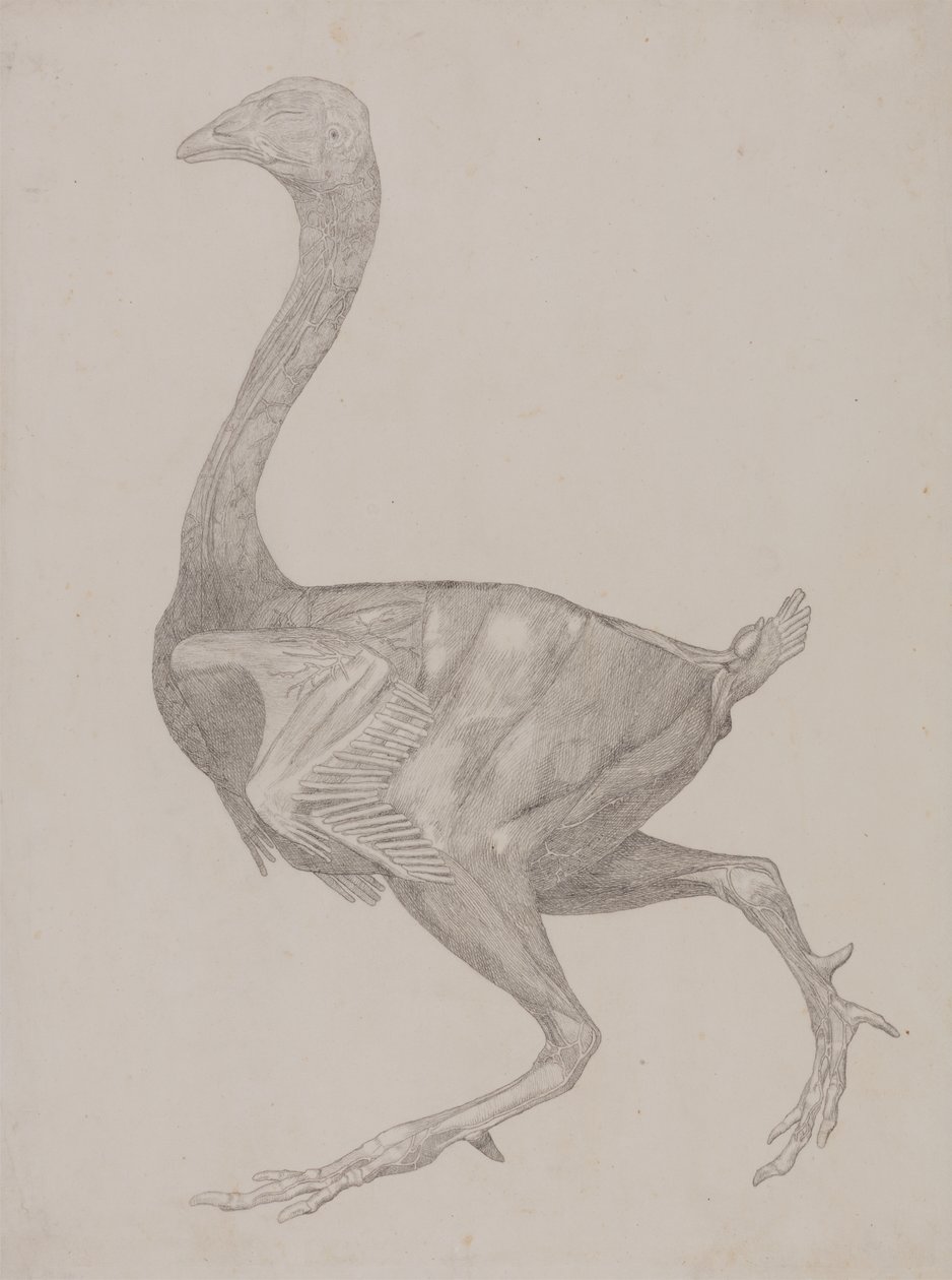 Studie van een Kip, Lateraal Aanzicht, uit Een Vergelijkende Anatomische Expositie van de Structuur van het Menselijk Lichaam met die van een Tijger en een Gewone Kip, 1795-1806 door George Stubbs