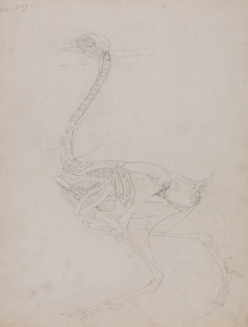 Studie van een Kip, Lateraal Aanzicht, uit Een Vergelijkende Anatomische Expositie van de Structuur van het Menselijk Lichaam met die van een Tijger en een Gewone Kip, 1795-1806 door George Stubbs