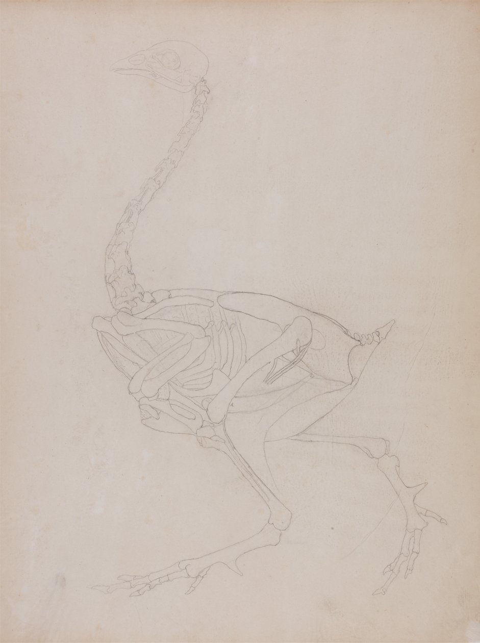 Studie van een Kip, Lateraal Aanzicht, uit Een Vergelijkende Anatomische Expositie van de Structuur van het Menselijk Lichaam met die van een Tijger en een Gewone Kip, 1795-1806 door George Stubbs