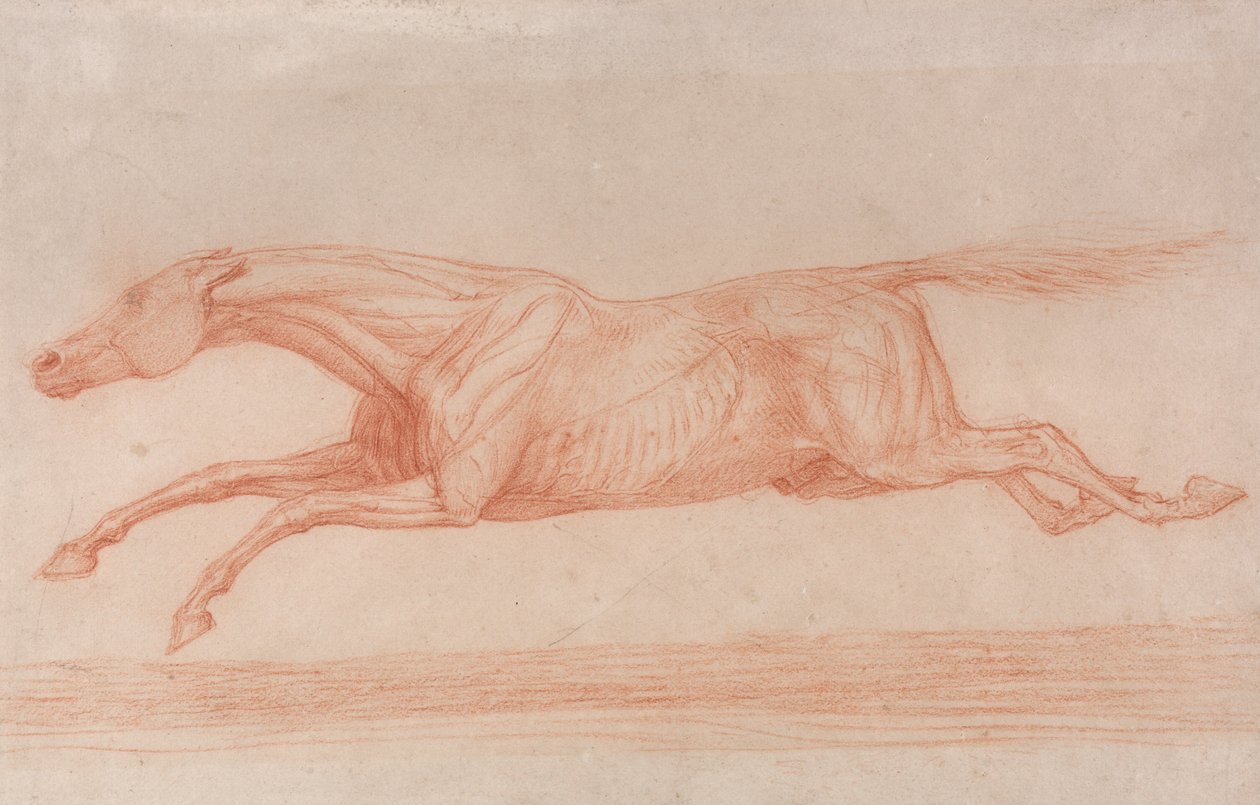Studie van een renpaard in actie:  Galopperen naar links, een semi-anatomische studie, met gevilde huid om de werking van spieren te tonen door George Stubbs