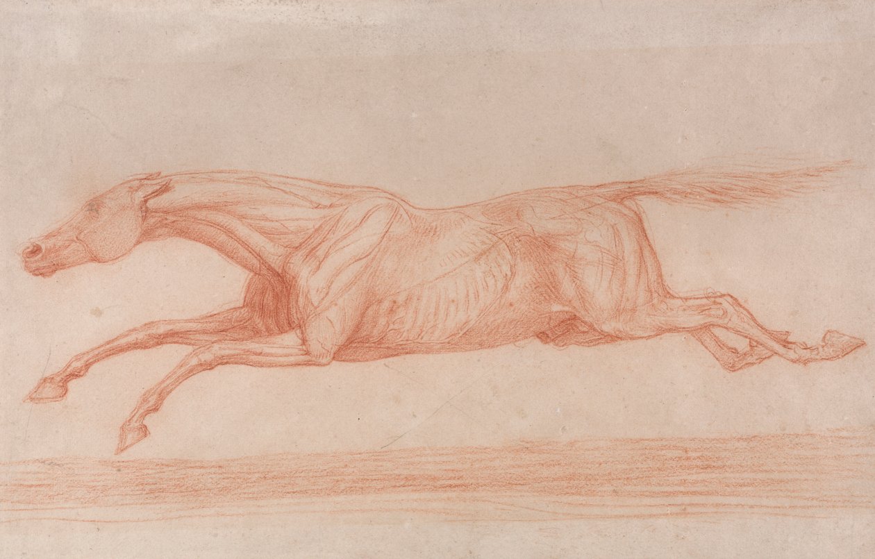 Studie van een renpaard in actie: galopperend naar links, een semi-anatomische studie, met huid weggeschraapt om de werking van spieren te tonen door George Stubbs