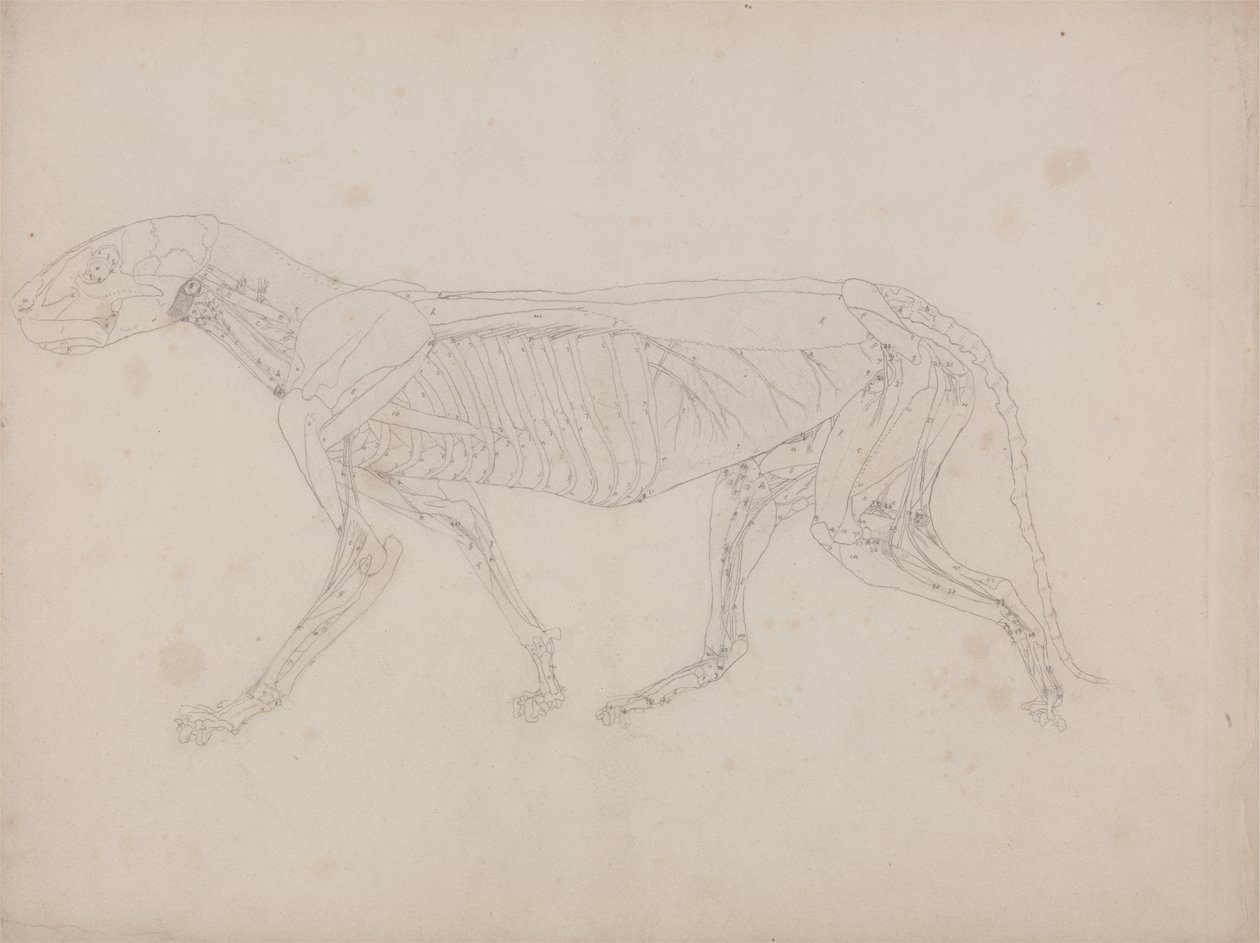 Studie van een Tijger, Laterale Weergave, uit Een Vergelijkende Anatomische Expositie van de Structuur van het Menselijk Lichaam met die van een Tijger en een Gewone Vogel, c.1795-1806 door George Stubbs