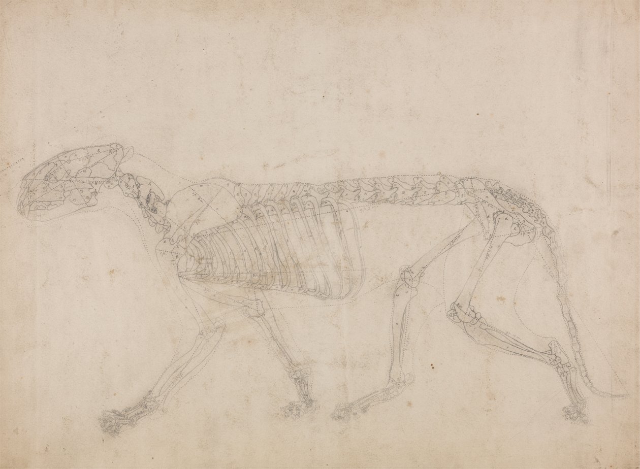 Studie van een Tijger, Laterale Weergave, uit Een Vergelijkende Anatomische Expositie van de Structuur van het Menselijk Lichaam met die van een Tijger en een Gewone Vogel, 1795-1806 door George Stubbs