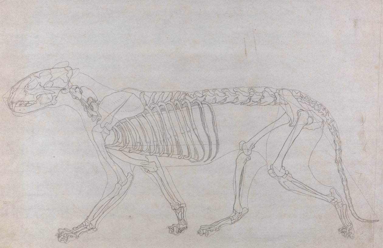 Studie van een Tijger, Laterale Weergave, uit Een Vergelijkende Anatomische Expositie van de Structuur van het Menselijk Lichaam met die van een Tijger en een Gewone Vogel, 1795-1806 door George Stubbs
