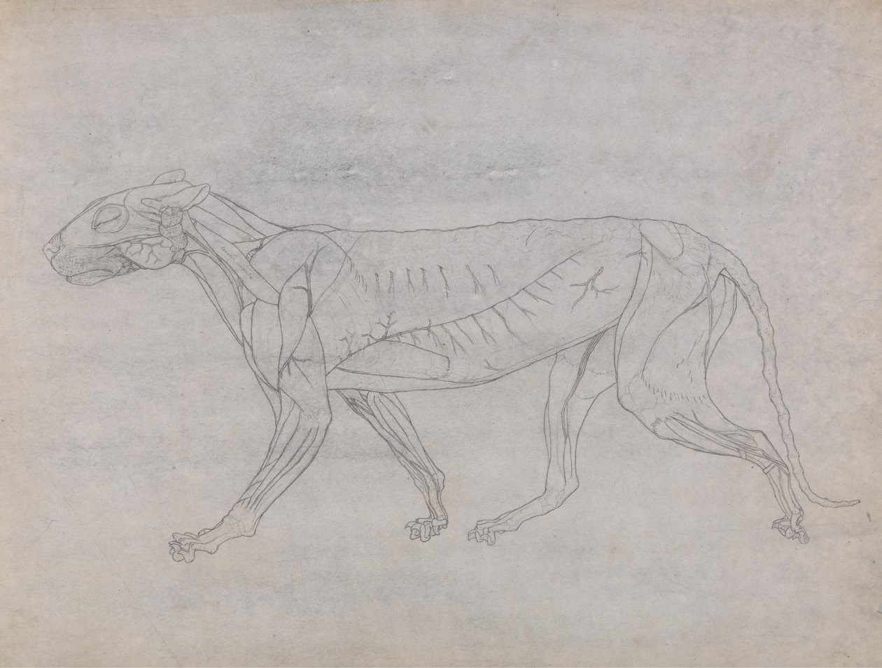 Studie van een Tijger, Laterale Weergave, uit Een Vergelijkende Anatomische Expositie van de Structuur van het Menselijk Lichaam met die van een Tijger en een Gewone Vogel, 1795-1806 door George Stubbs