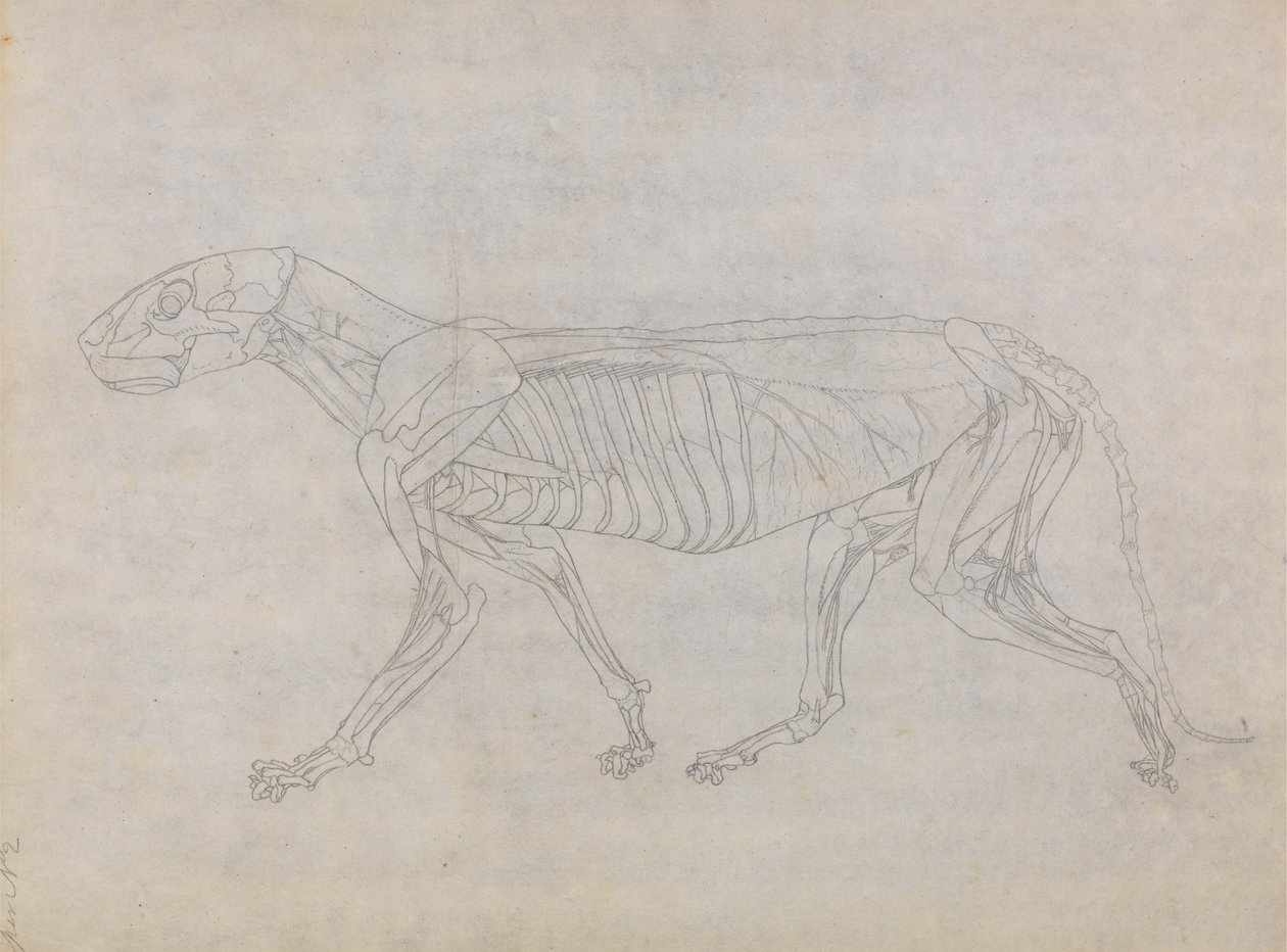 Studie van een tijger, lateraal aanzicht, uit Een vergelijkende anatomische expositie van de structuur van het menselijk lichaam met die van een tijger en een gewone vogel, 1795-1806 door George Stubbs