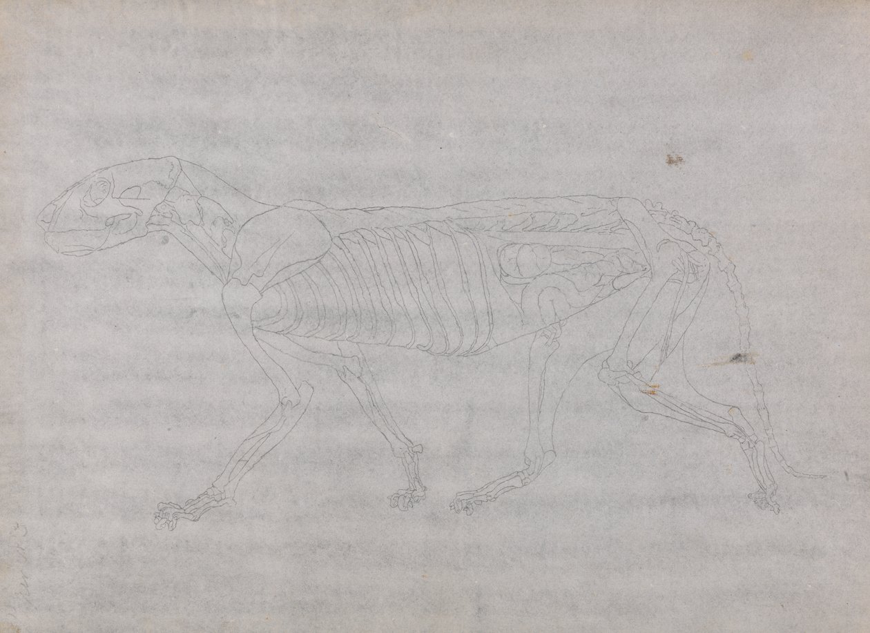 Studie van een tijger, lateraal aanzicht, uit Een vergelijkende anatomische expositie van de structuur van het menselijk lichaam met die van een tijger en een gewone vogel, 1795-1806 door George Stubbs
