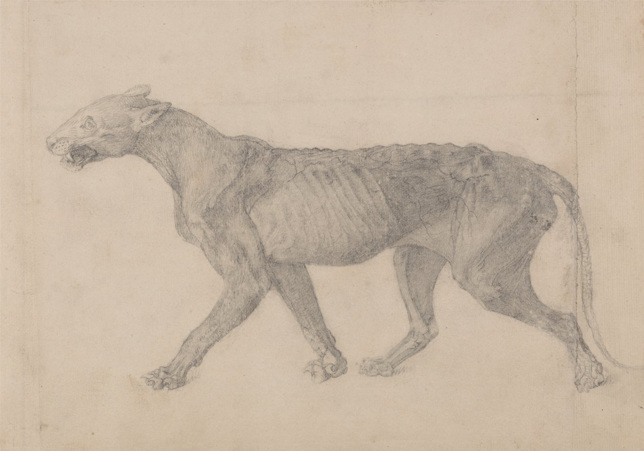 Studie van een tijger, lateraal aanzicht, uit Een vergelijkende anatomische expositie van de structuur van het menselijk lichaam met die van een tijger en een gewone vogel, 1795-1806 door George Stubbs