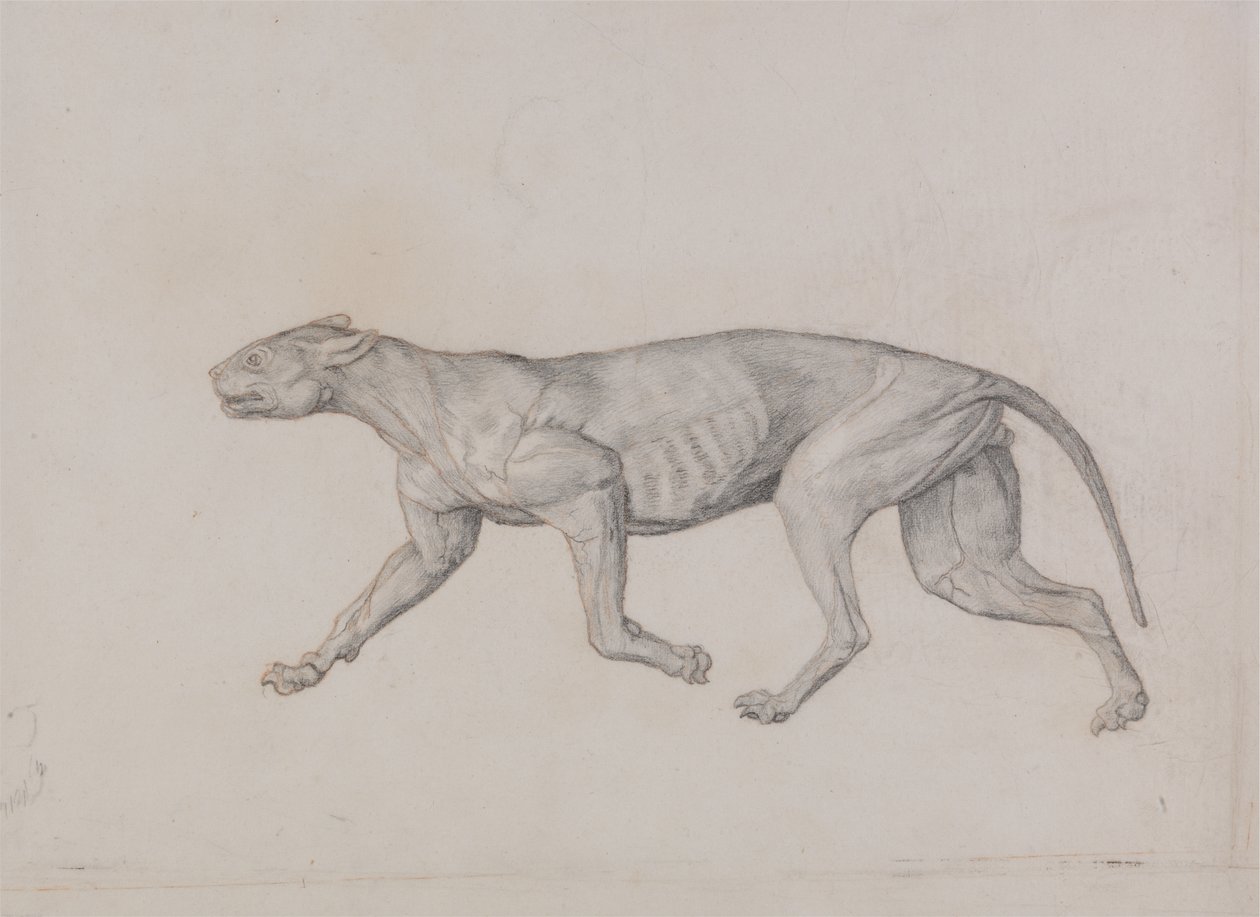 Studie van een tijger, lateraal aanzicht, uit Een vergelijkende anatomische expositie van de structuur van het menselijk lichaam met die van een tijger en een gewone vogel, 1795-1806 door George Stubbs