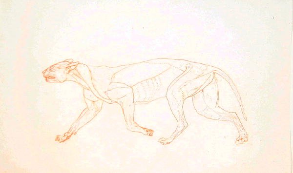 Studie van een tijger, lateraal aanzicht, uit Een vergelijkende anatomische expositie van de structuur van het menselijk lichaam met die van een tijger en een gewone vogel, 1795-1806 door George Stubbs
