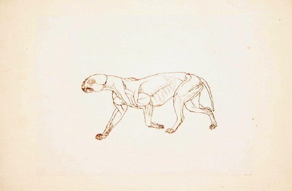 Studie van een tijger, lateraal aanzicht, uit Een vergelijkende anatomische expositie van de structuur van het menselijk lichaam met die van een tijger en een gewone vogel, 1795-1806 door George Stubbs