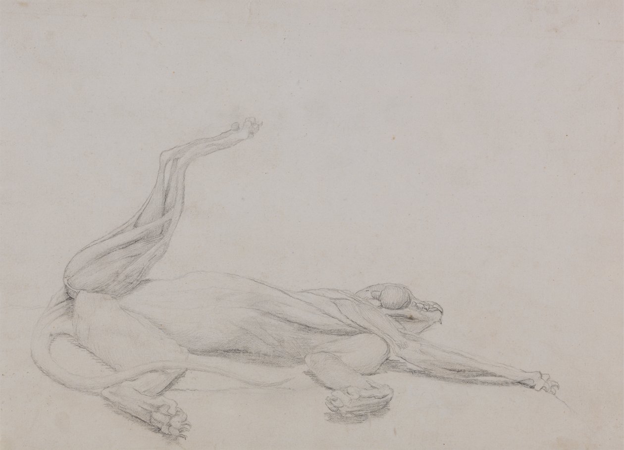 Studie van een tijger, liggend, ventraal aanzicht, uit Een vergelijkende anatomische expositie van de structuur van het menselijk lichaam met die van een tijger en een gewone vogel, 1795-1806 door George Stubbs