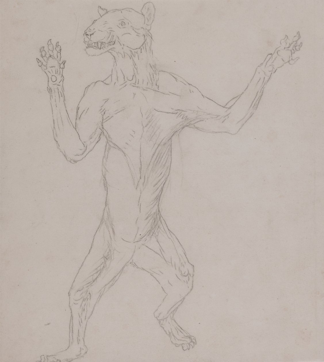 Studie van een tijger, staand in menselijke houding, uit Een vergelijkende anatomische expositie van de structuur van het menselijk lichaam met die van een tijger en een gewone vogel, 1795-1806 door George Stubbs