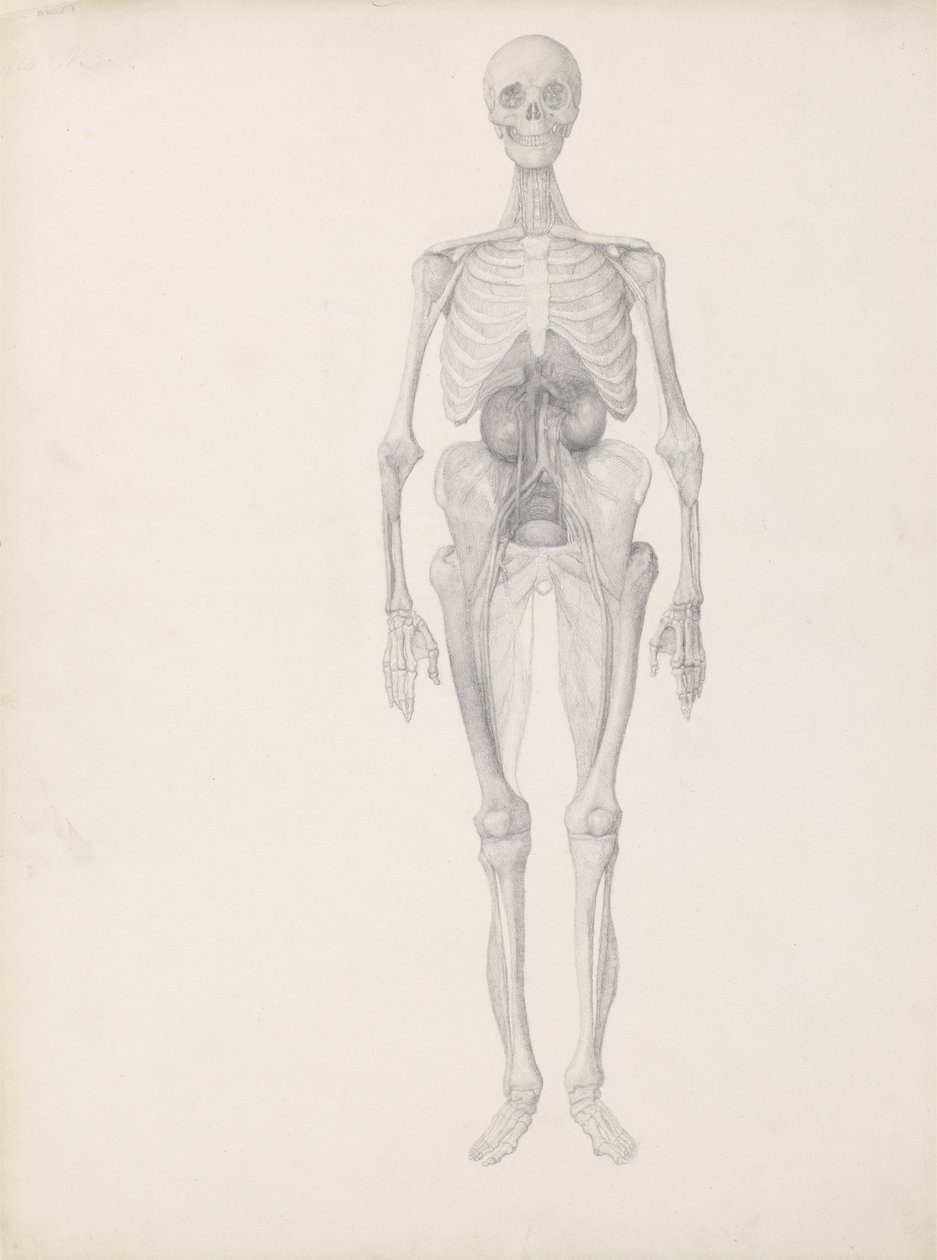 Studie van het menselijk figuur, vooraanzicht, laatste fase van dissectie, uit 