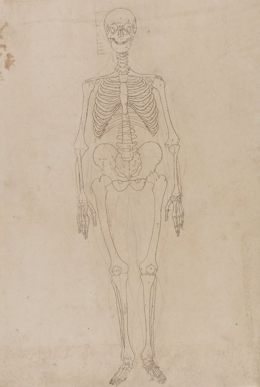 Studie van het menselijk lichaam, vooraanzicht, uit Een Vergelijkende Anatomische Expositie van de Structuur van het Menselijk Lichaam met die van een Tijger en een Gewone Vogel, c.1795-1806 door George Stubbs