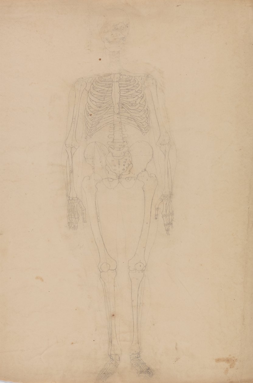 Studie van het menselijk lichaam, vooraanzicht, uit Een Vergelijkende Anatomische Expositie van de Structuur van het Menselijk Lichaam met die van een Tijger en een Gewone Vogel, c.1795-1806 door George Stubbs