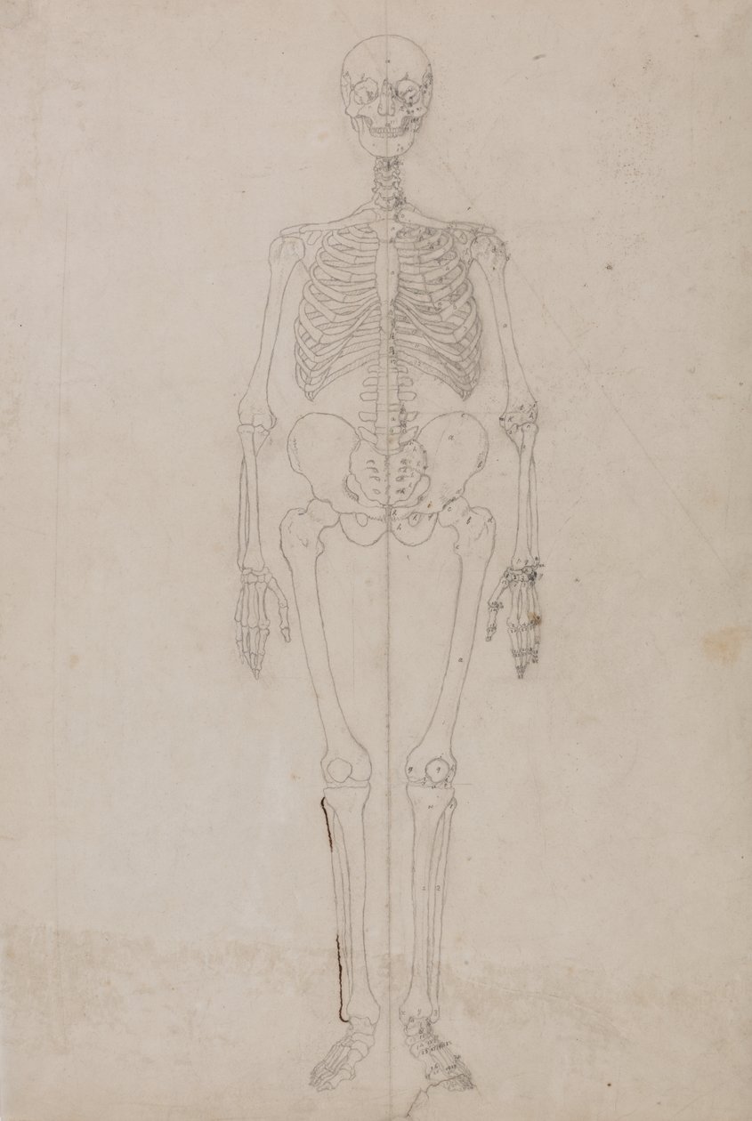 Studie van het menselijk lichaam, vooraanzicht, uit Een Vergelijkende Anatomische Expositie van de Structuur van het Menselijk Lichaam met die van een Tijger en een Gewone Vogel, c.1795-1806 door George Stubbs