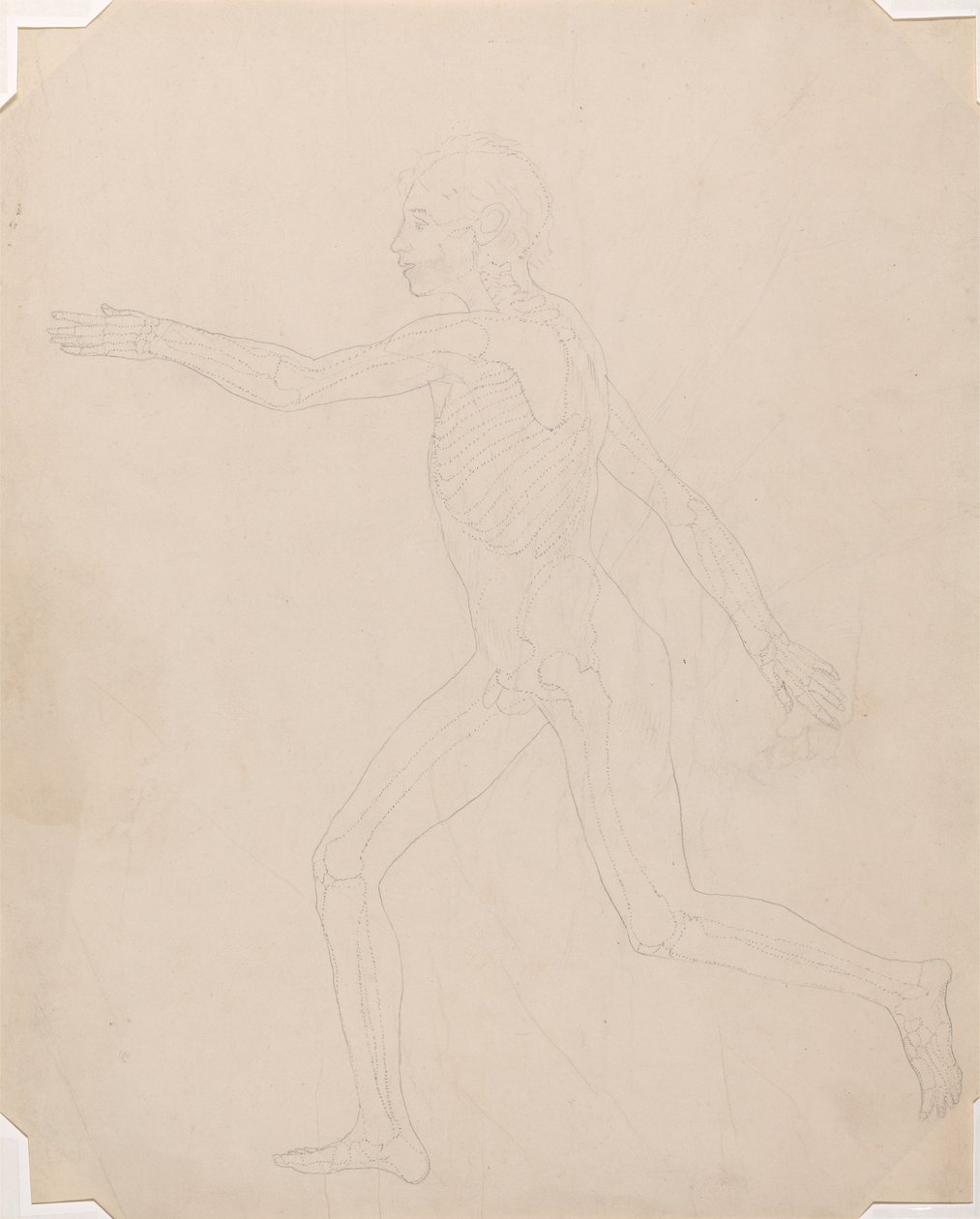 Studie van het Menselijk Lichaam, Laterale Weergave, uit Een Vergelijkende Anatomische Expositie van de Structuur van het Menselijk Lichaam met die van een Tijger en een Gewone Vogel, c.1795-1806 door George Stubbs