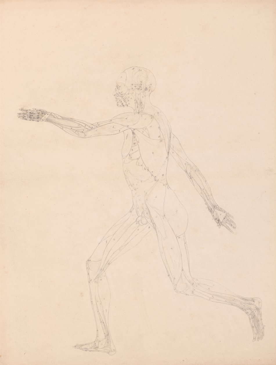 Studie van het Menselijk Lichaam, Lateraal Aanzicht, diagram voor sleutel naar tabel XIII, uit Een Vergelijkende Anatomische Expositie van de Structuur van het Menselijk Lichaam met die van een Tijger en een Gewone Kip, 1795-1806 door George Stubbs