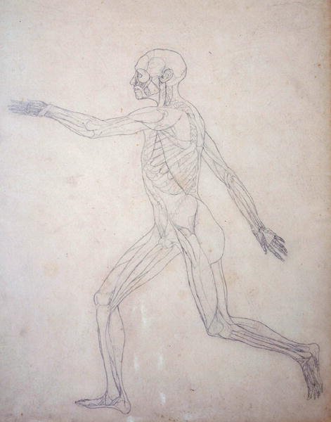 Studie van het menselijk lichaam, zijaanzicht, uit Een Vergelijkende Anatomische Expositie van de Structuur van het Menselijk Lichaam met die van een Tijger en een Gewone Vogel, c.1795-1806 door George Stubbs