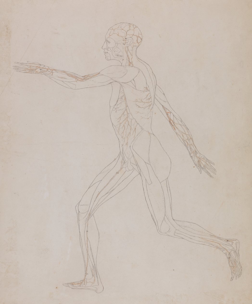Studie van het menselijk lichaam, zijaanzicht, uit Een Vergelijkende Anatomische Expositie van de Structuur van het Menselijk Lichaam met die van een Tijger en een Gewone Vogel, c.1795-1806 door George Stubbs