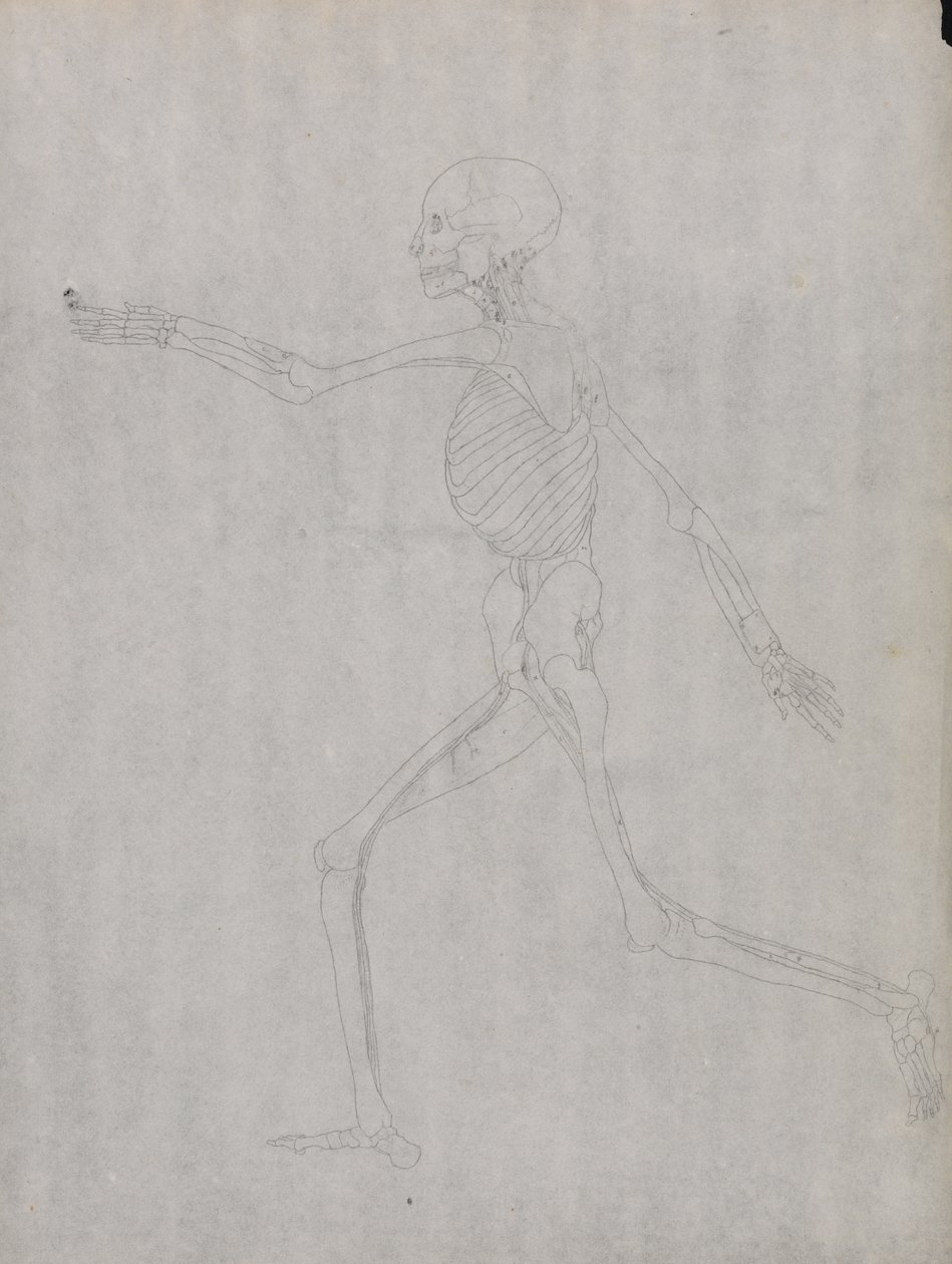 Studie van het Menselijk Lichaam, Laterale Weergave, uit Een Vergelijkende Anatomische Expositie van de Structuur van het Menselijk Lichaam met die van een Tijger en een Gewone Vogel, 1795-1806 door George Stubbs