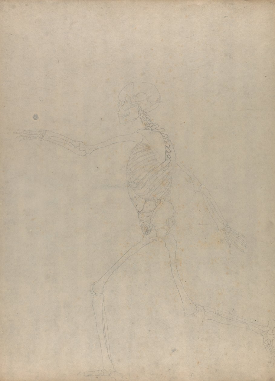 Studie van het Menselijk Lichaam, Laterale Weergave, uit Een Vergelijkende Anatomische Expositie van de Structuur van het Menselijk Lichaam met die van een Tijger en een Gewone Vogel, 1795-1806 door George Stubbs