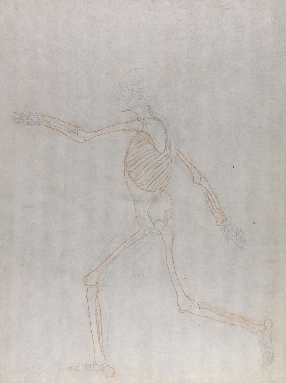 Studie van het Menselijk Lichaam, Laterale Weergave, uit Een Vergelijkende Anatomische Expositie van de Structuur van het Menselijk Lichaam met die van een Tijger en een Gewone Vogel, 1795-1806 door George Stubbs