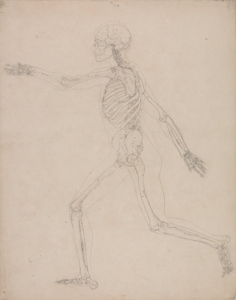 Studie van het Menselijk Lichaam, Laterale Weergave, uit Een Vergelijkende Anatomische Expositie van de Structuur van het Menselijk Lichaam met die van een Tijger en een Gewone Vogel, 1795-1806 door George Stubbs