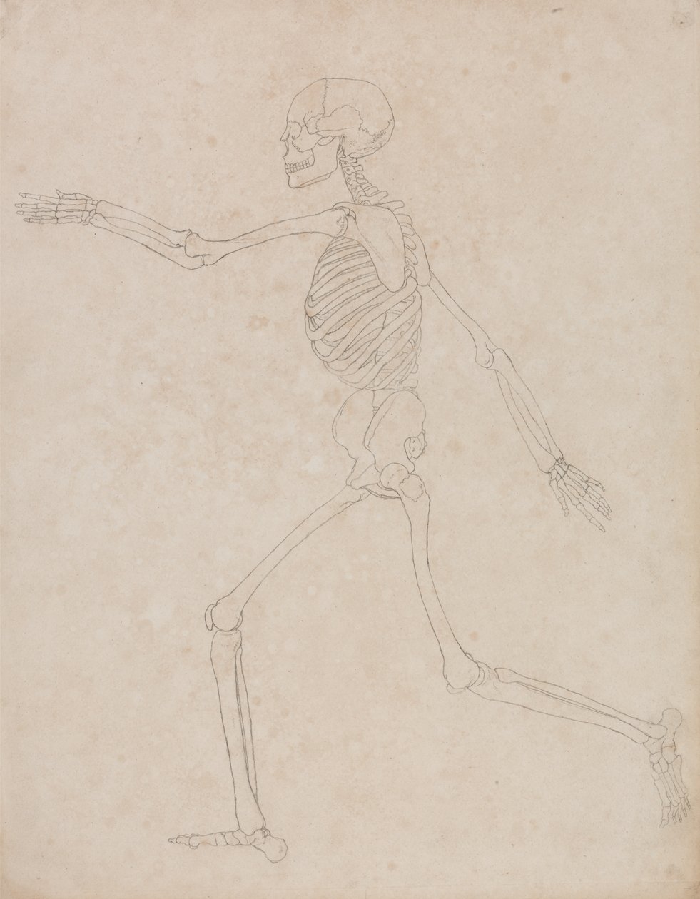 Studie van het Menselijk Lichaam, Laterale Weergave, uit Een Vergelijkende Anatomische Expositie van de Structuur van het Menselijk Lichaam met die van een Tijger en een Gewone Vogel, 1795-1806 door George Stubbs