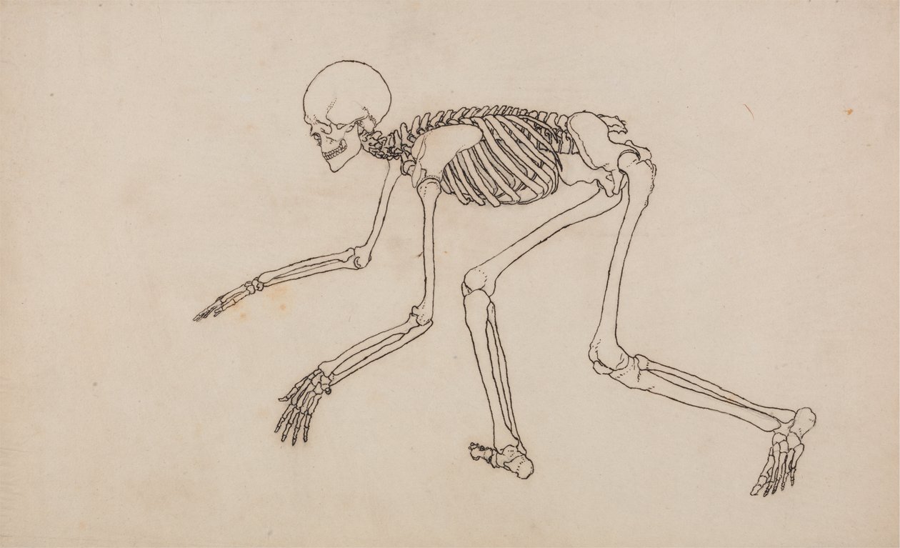 Studie van het Menselijk Lichaam, Laterale Weergave, uit Een Vergelijkende Anatomische Expositie van de Structuur van het Menselijk Lichaam met die van een Tijger en een Gewone Vogel, 1795-1806 door George Stubbs