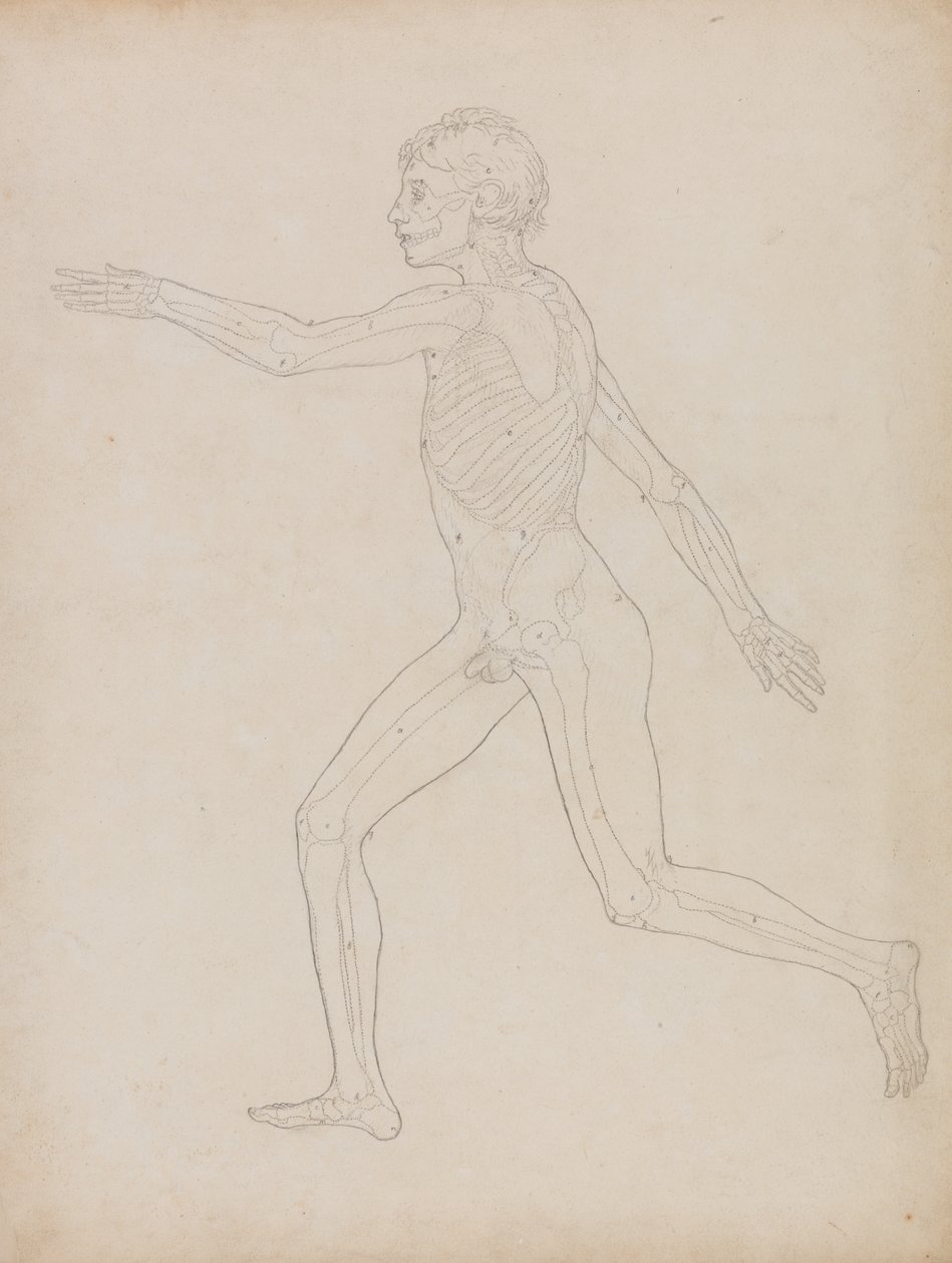 Studie van het Menselijk Lichaam, Laterale Weergave, uit A Comparative Anatomical Exposition of the Structure of the Human Body with that of a Tiger and a Common Fowl, 1795-1806 door George Stubbs
