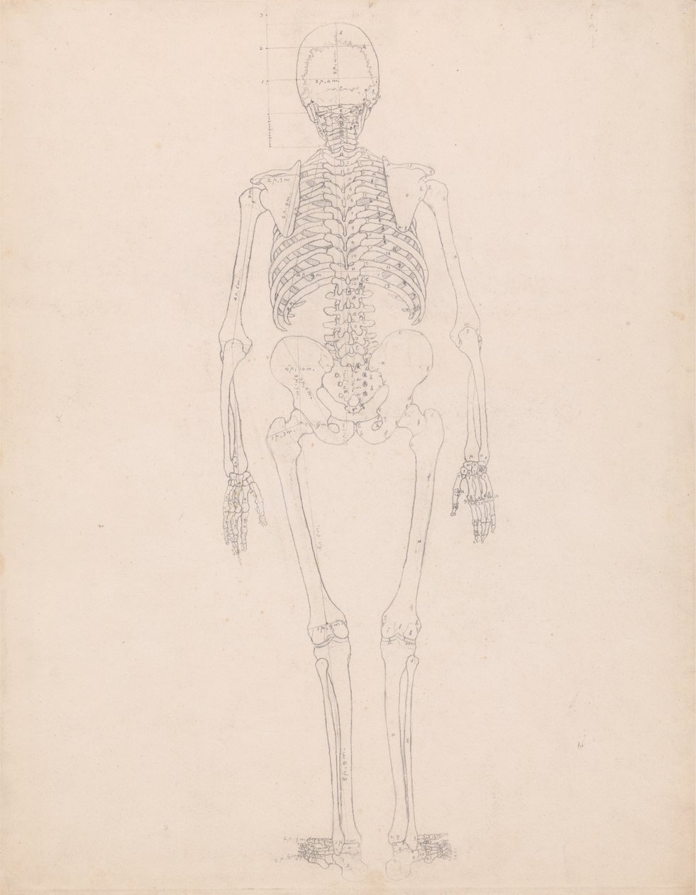 Studie van het Menselijk Lichaam, Posterieure Weergave, Diagram voor Sleutel naar Tabel II, uit Een Vergelijkende Anatomische Expositie van de Structuur van het Menselijk Lichaam met die van een Tijger en een Gewone Vogel, c.1795-1806 door George Stubbs