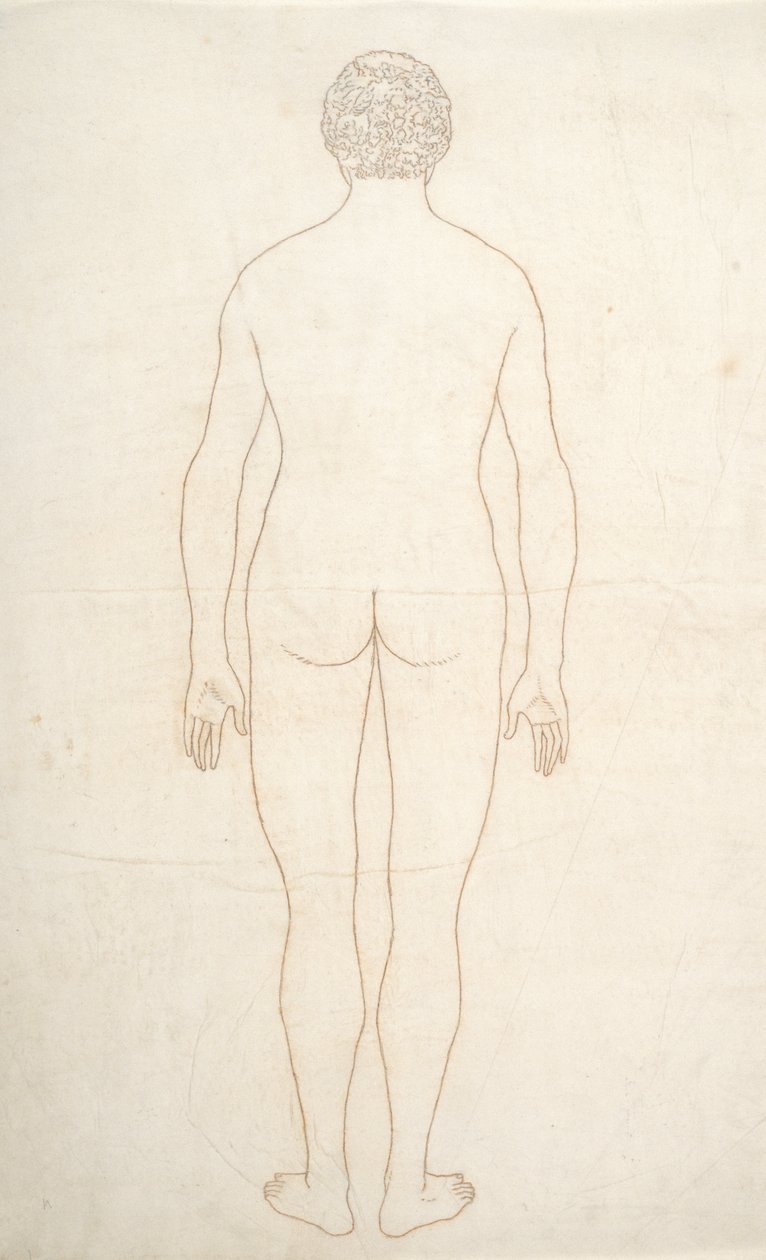 Studie van het menselijk lichaam, achteraanzicht, uit Een Vergelijkende Anatomische Expositie van de Structuur van het Menselijk Lichaam met die van een Tijger en een Gewone Vogel, c.1795-1806 door George Stubbs