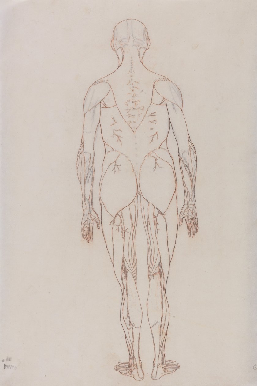 Studie van het menselijk lichaam, achteraanzicht, uit Een Vergelijkende Anatomische Expositie van de Structuur van het Menselijk Lichaam met die van een Tijger en een Gewone Vogel, c.1795-1806 door George Stubbs