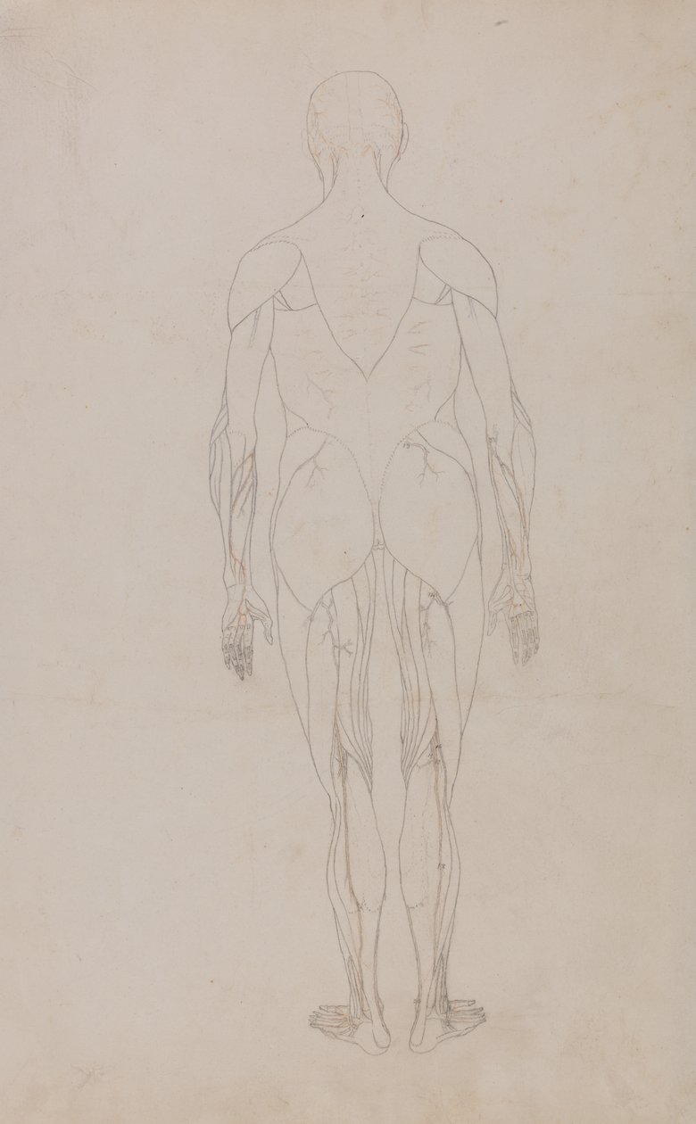 Studie van het menselijk lichaam, achteraanzicht, uit Een Vergelijkende Anatomische Expositie van de Structuur van het Menselijk Lichaam met die van een Tijger en een Gewone Vogel, c.1795-1806 door George Stubbs