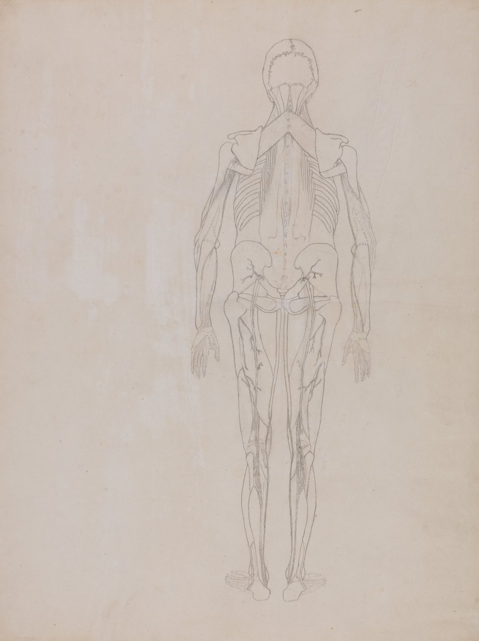 Studie van het menselijk lichaam, achteraanzicht, uit Een Vergelijkende Anatomische Expositie van de Structuur van het Menselijk Lichaam met die van een Tijger en een Gewone Vogel, c.1795-1806 door George Stubbs