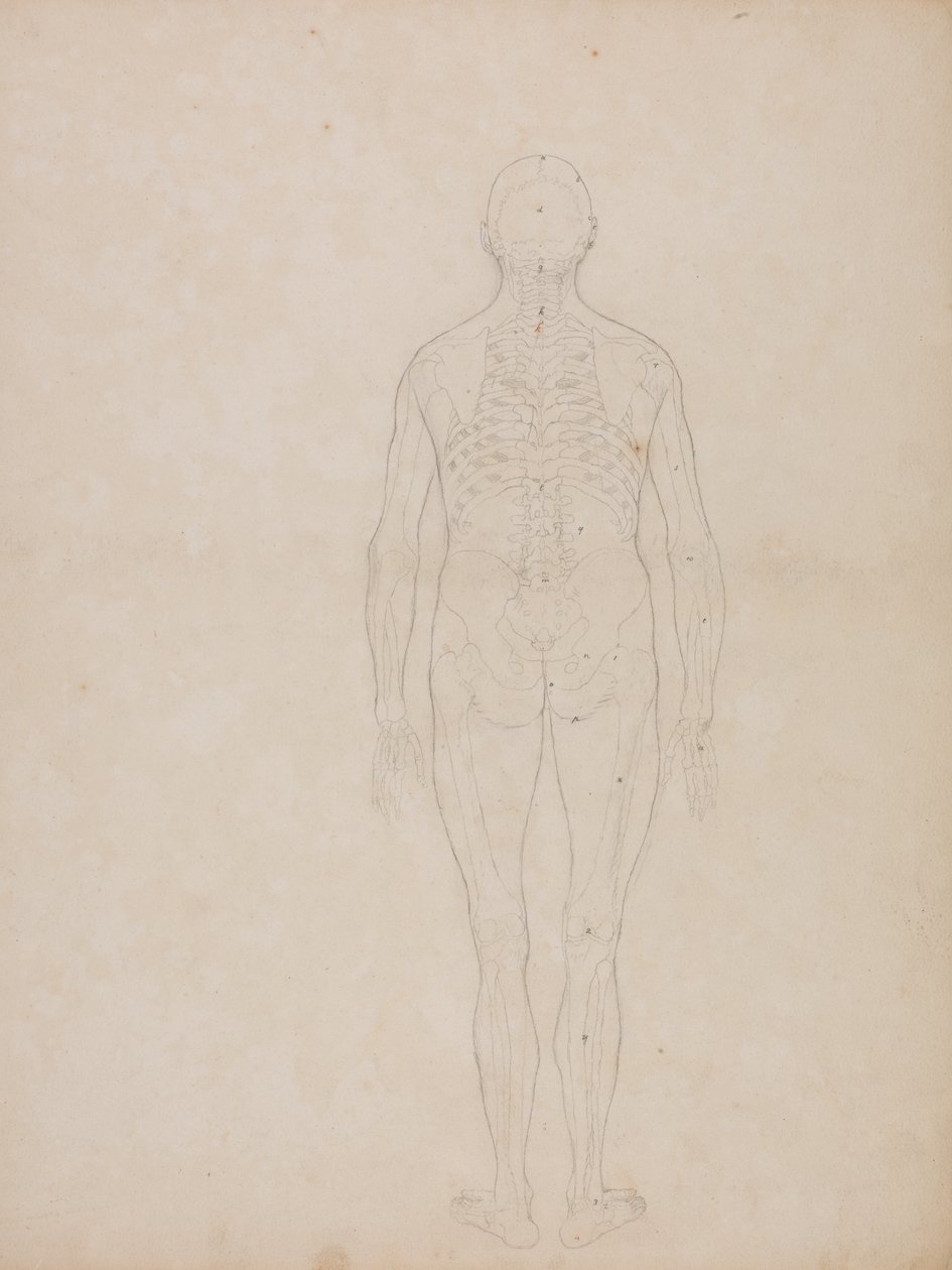 Studie van het menselijk lichaam, achteraanzicht, uit Een Vergelijkende Anatomische Expositie van de Structuur van het Menselijk Lichaam met die van een Tijger en een Gewone Vogel, c.1795-1806 door George Stubbs