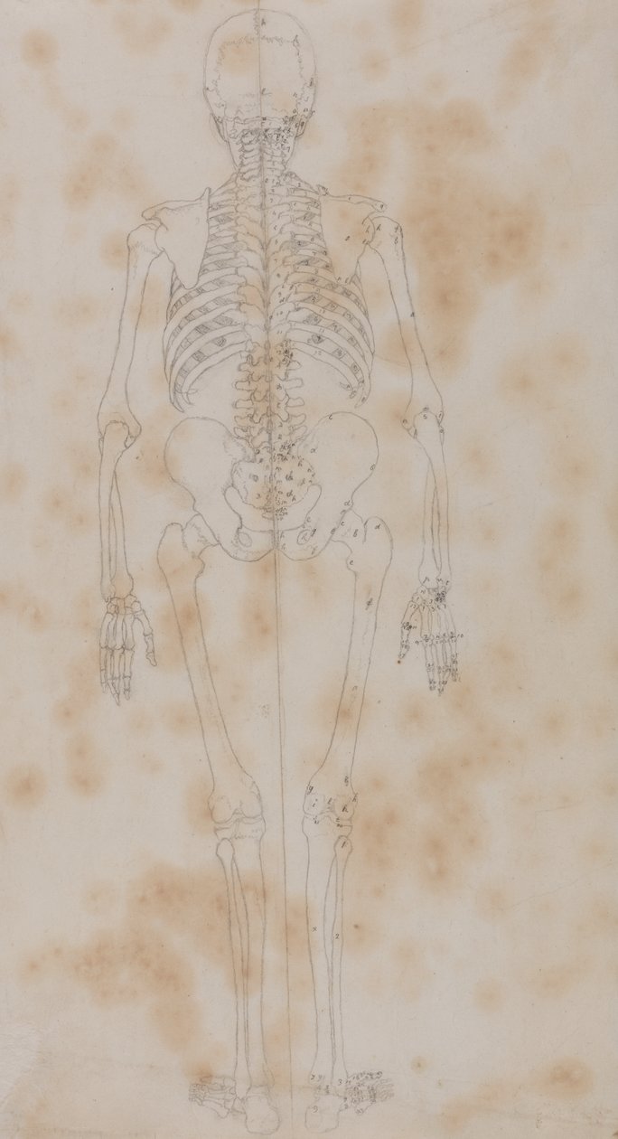Studie van het menselijk lichaam, achteraanzicht, uit Een Vergelijkende Anatomische Expositie van de Structuur van het Menselijk Lichaam met die van een Tijger en een Gewone Vogel, c.1795-1806 door George Stubbs
