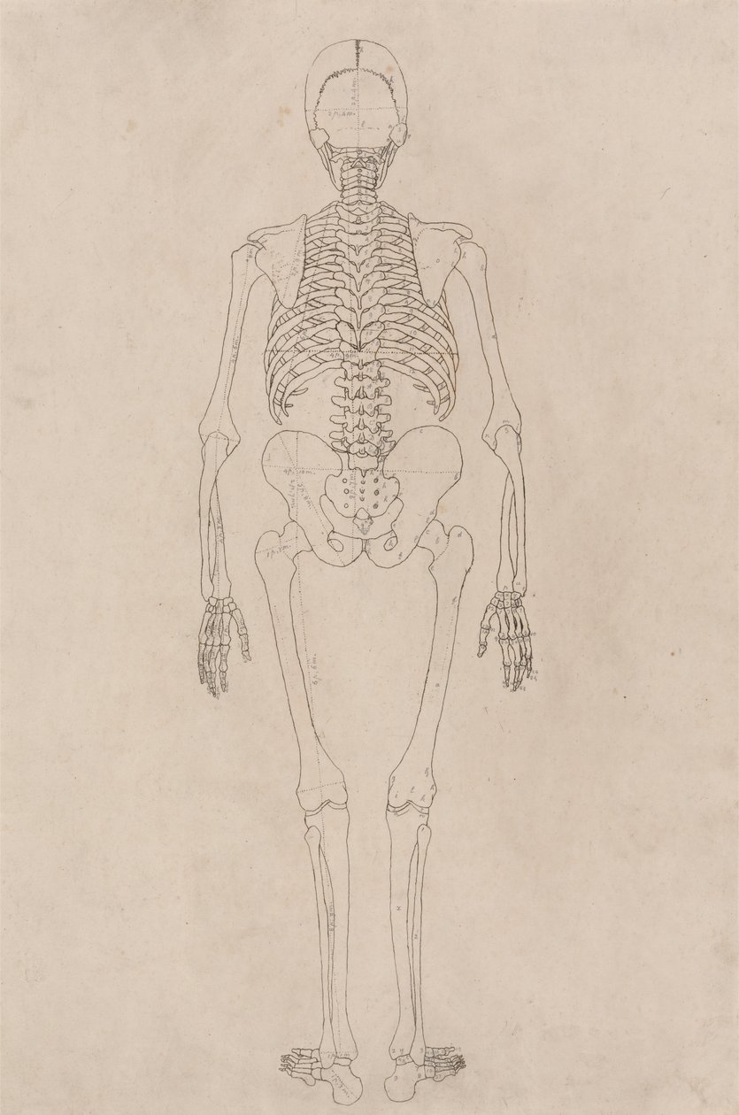 Studie van het Menselijk Lichaam, Posterieure Weergave, uit Een Vergelijkende Anatomische Expositie van de Structuur van het Menselijk Lichaam met die van een Tijger en een Gewone Vogel, c.1795-1806 door George Stubbs