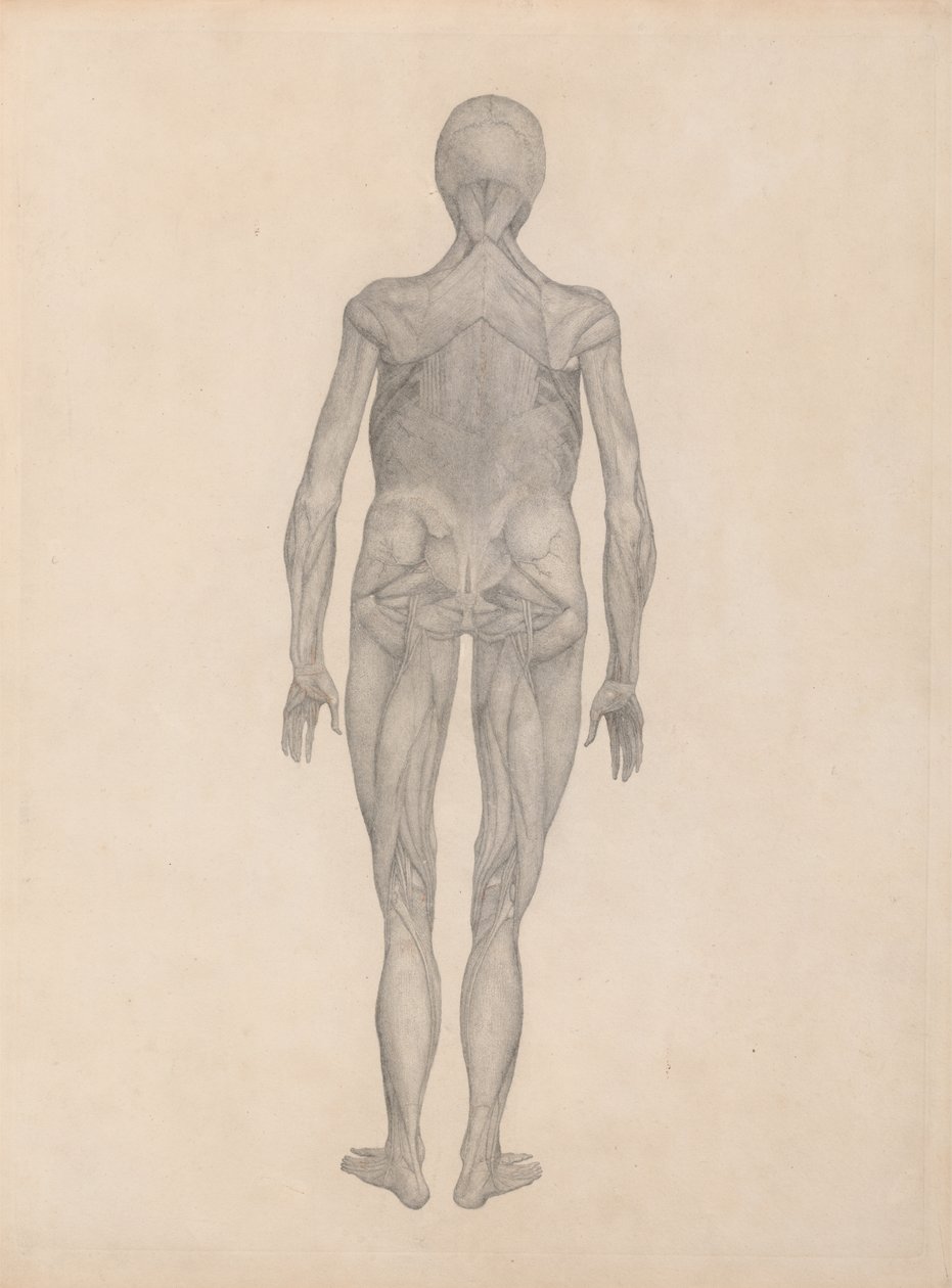 Studie van het Menselijk Lichaam, Posterieure Weergave, met huid en onderliggende fasciale weefsels verwijderd, uit Een Vergelijkende Anatomische Expositie van de Structuur van het Menselijk Lichaam met die van een Tijger en een Gewone Vogel door George Stubbs