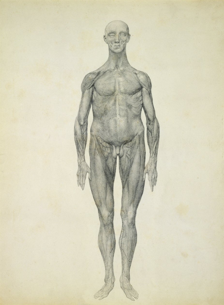 De Menselijke Figuur, vooraanzicht, uit de serie 