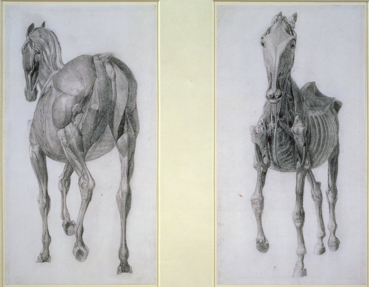 De studie van spieren: voor- en achteraanzicht, uit de 13e anatomische tafel, uit de anatomie van het paard, 1766 door George Stubbs