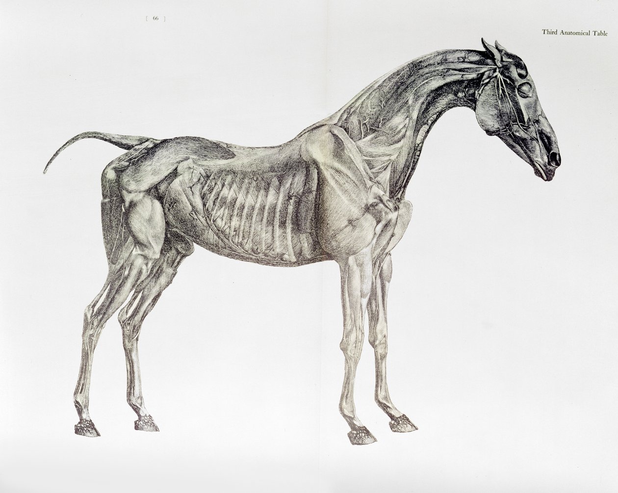 Derde Anatomische Tafel, uit 