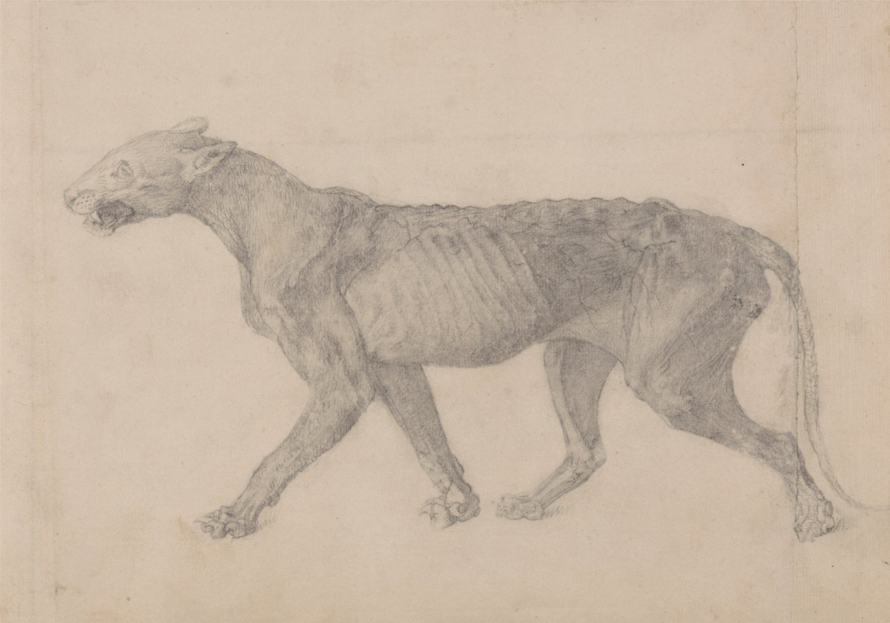 Tijgerlichaam, lateraal zicht (eerste van negen tekeningen van een ander exemplaar van tijger) door George Stubbs