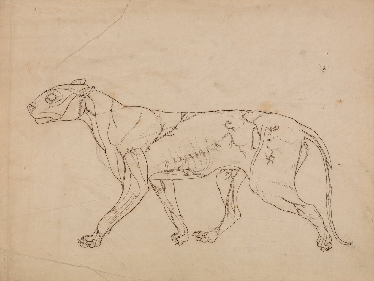 Tijgerlichaam, zijaanzicht (omtrekstudie van de oppervlakkige spieren en hun bloedtoevoer, waarschijnlijk gemaakt voor een sleutel figuur) door George Stubbs